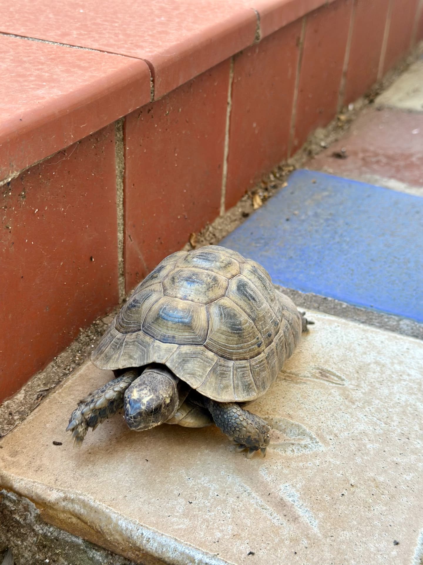 Una de las cuatro tortugas de tierra que viven en el jardín de La Fabriqueta